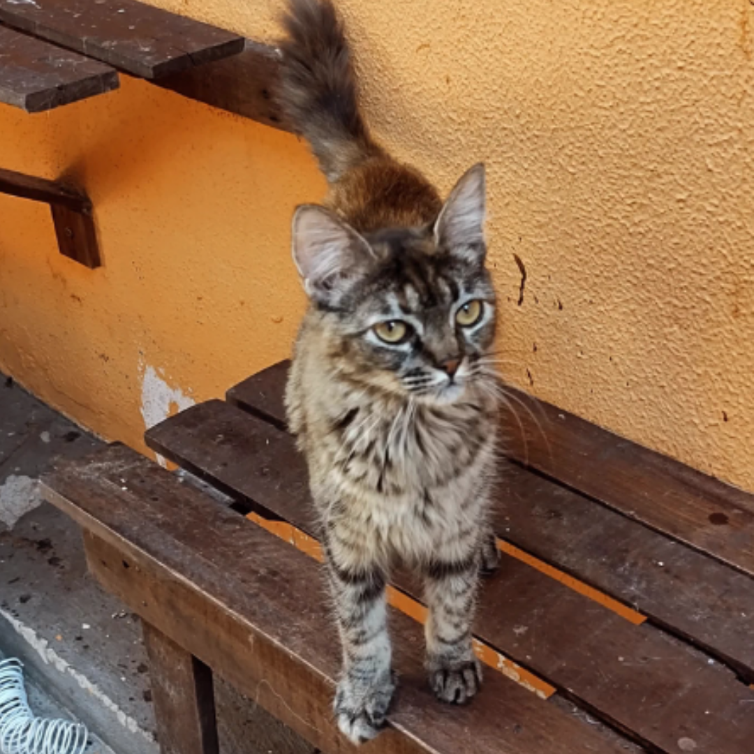 Amora