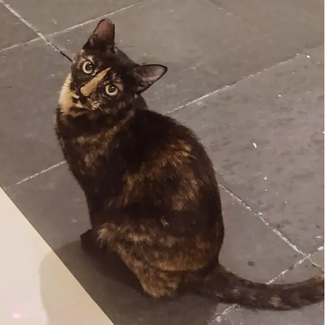 Chita
