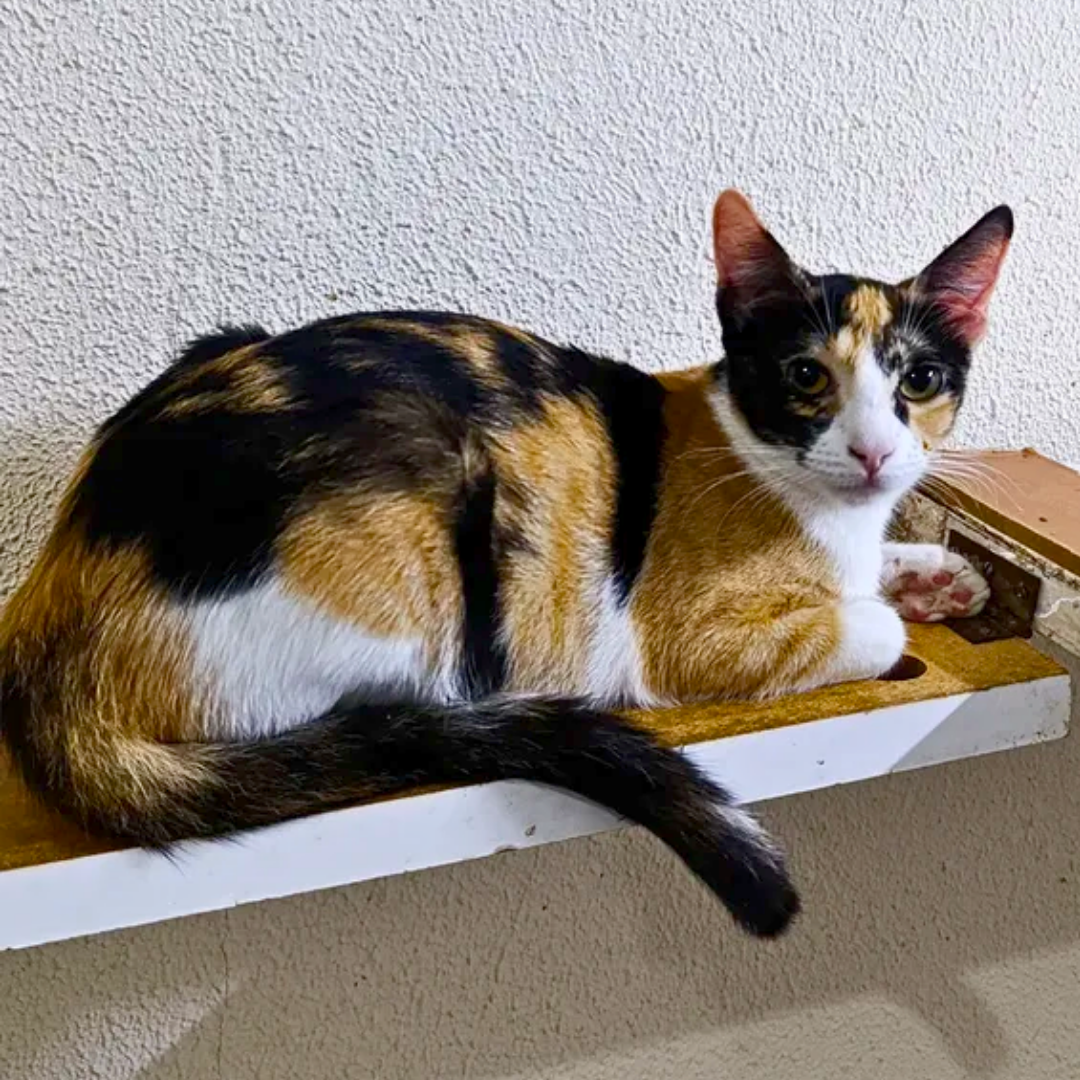 Dalila