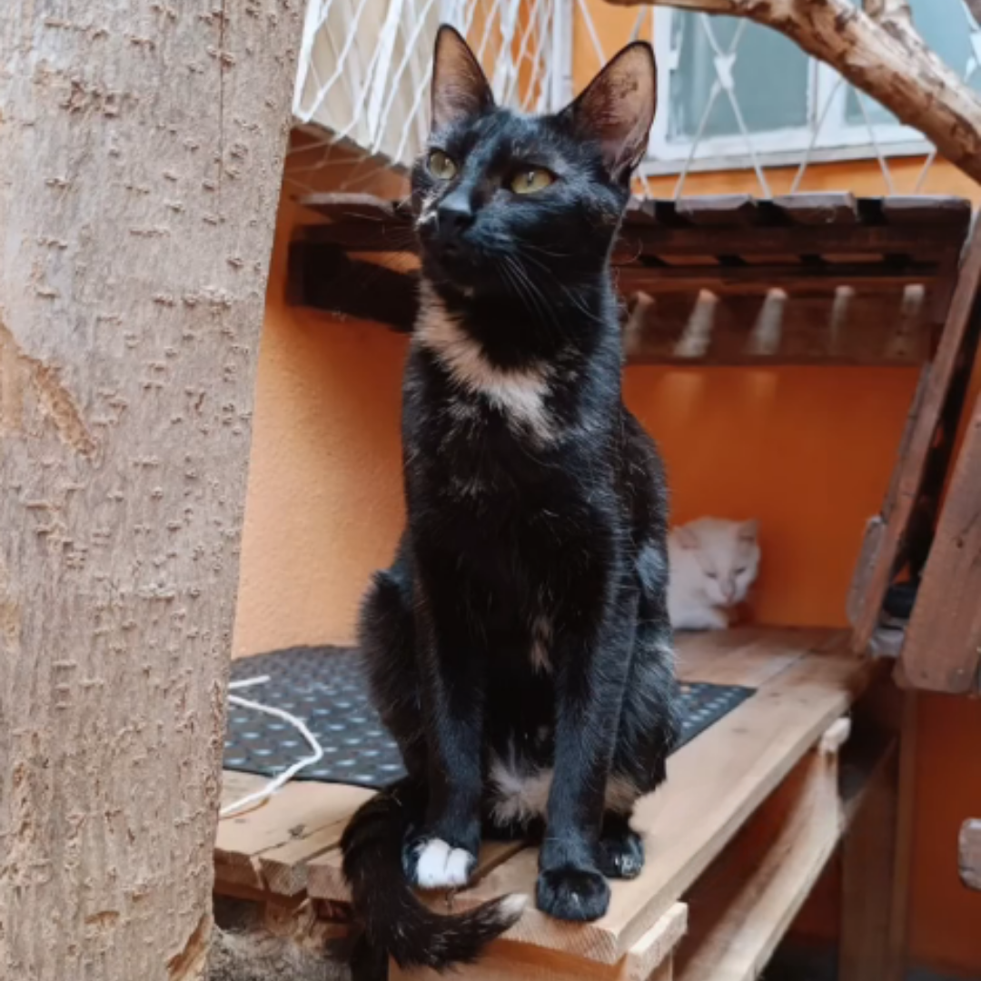 Docinho