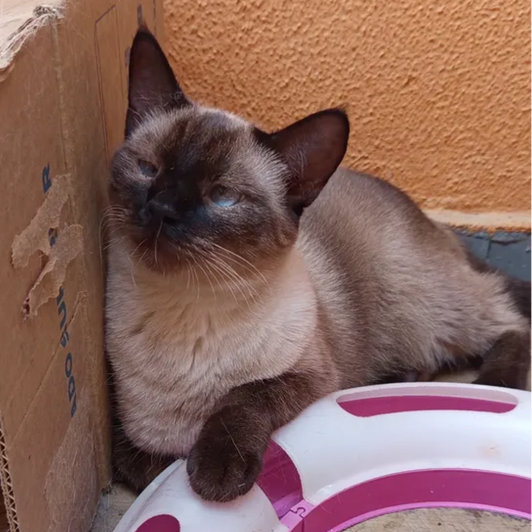 Júlia