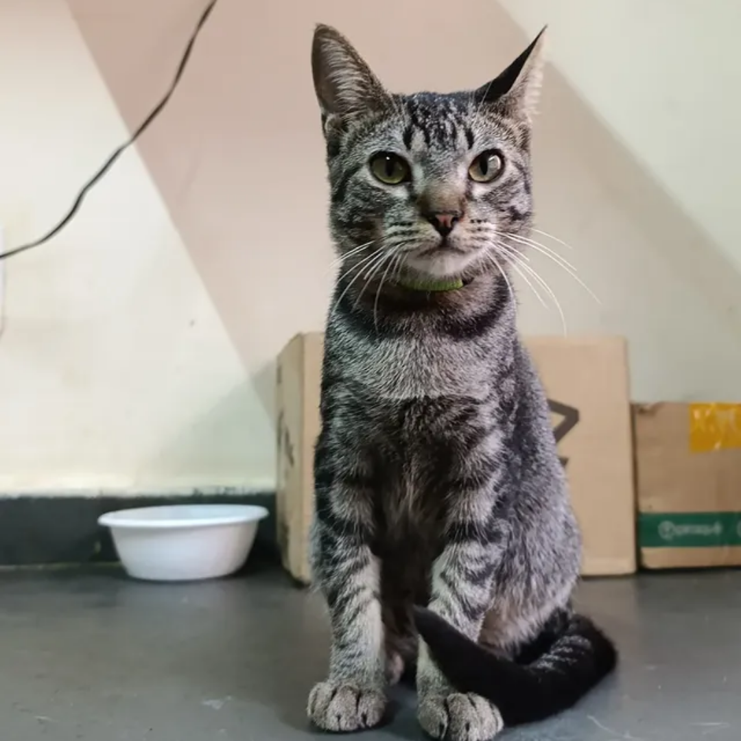 Léo