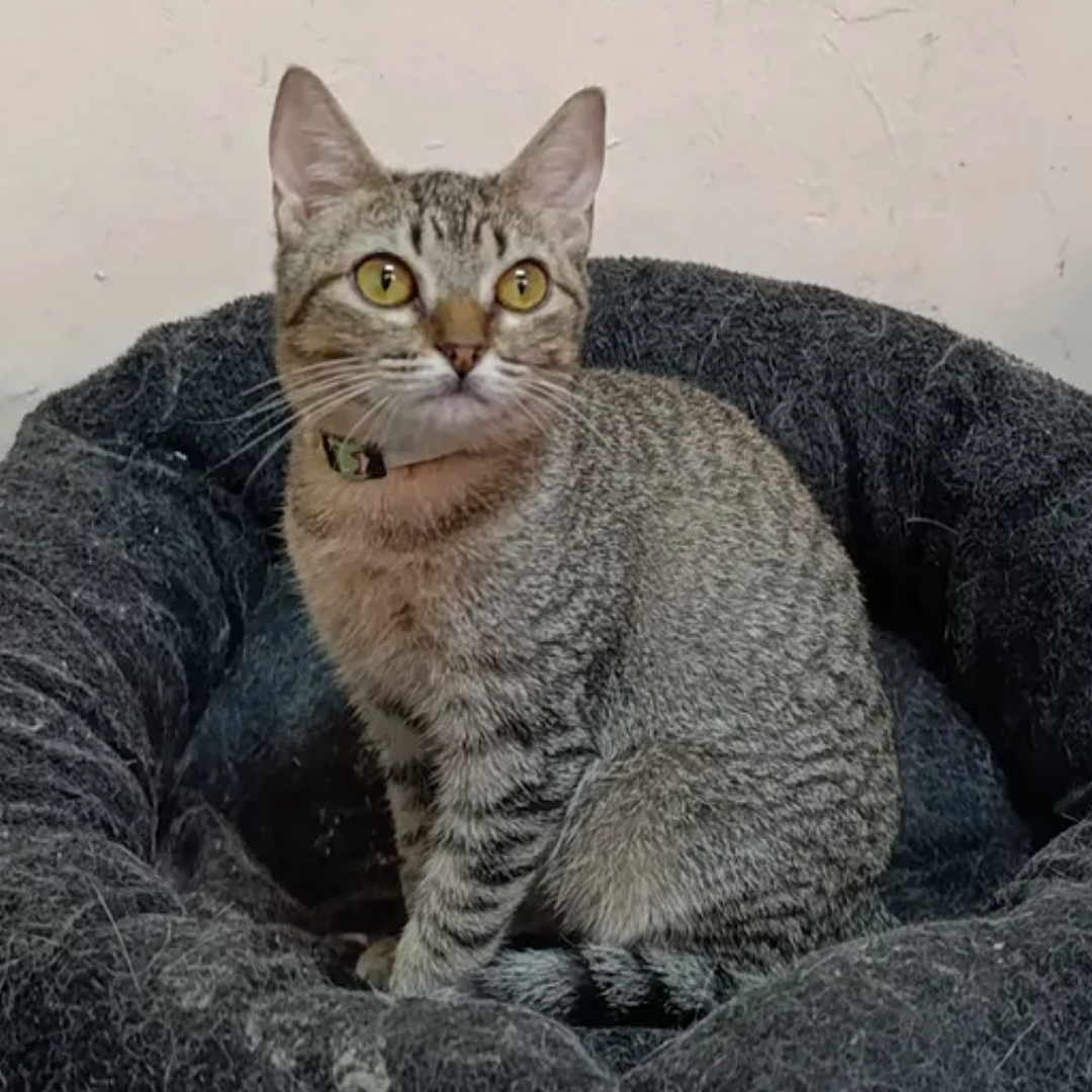Lua