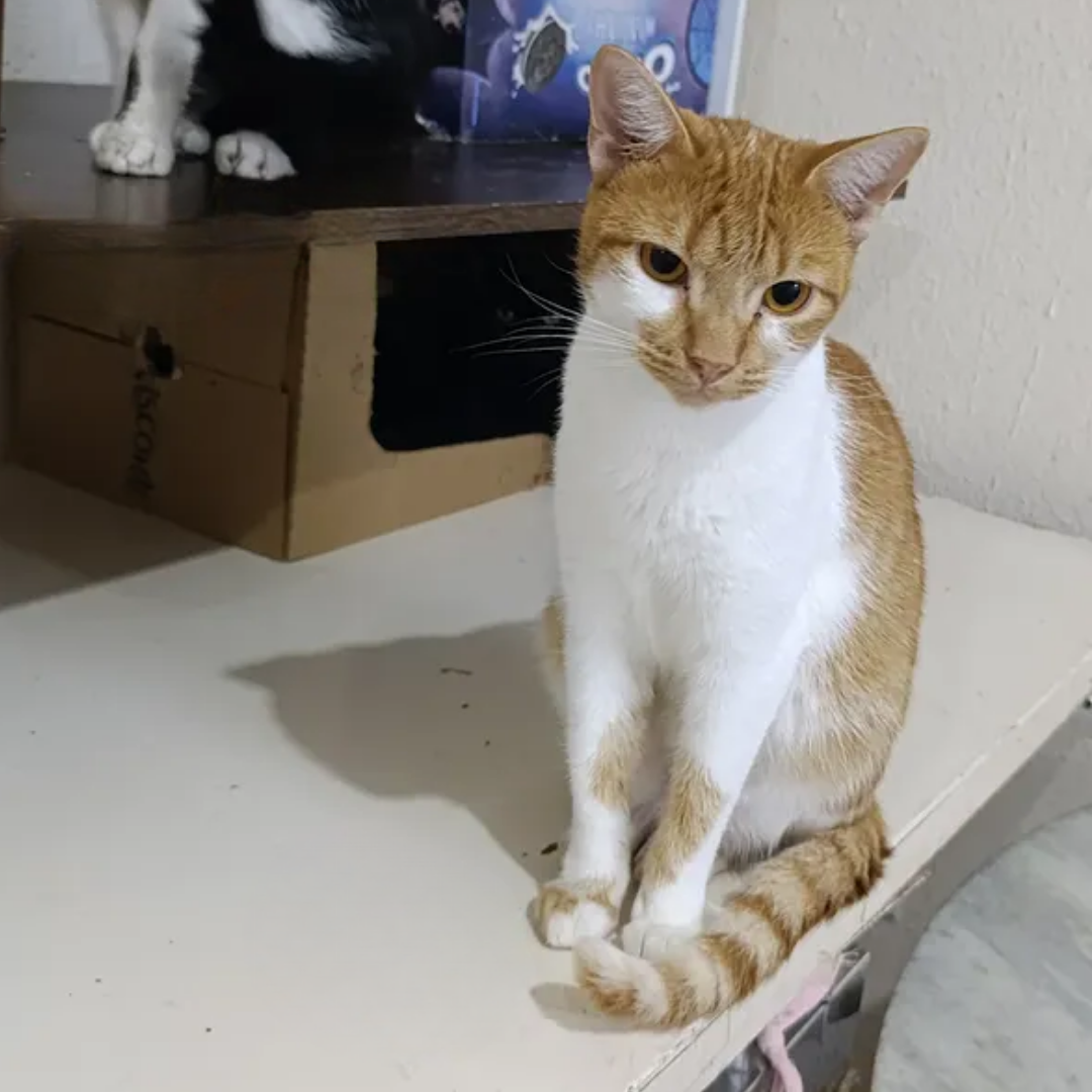 Mel