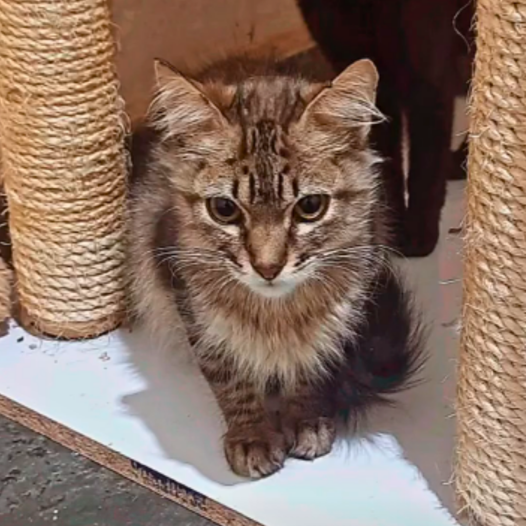 Oliver