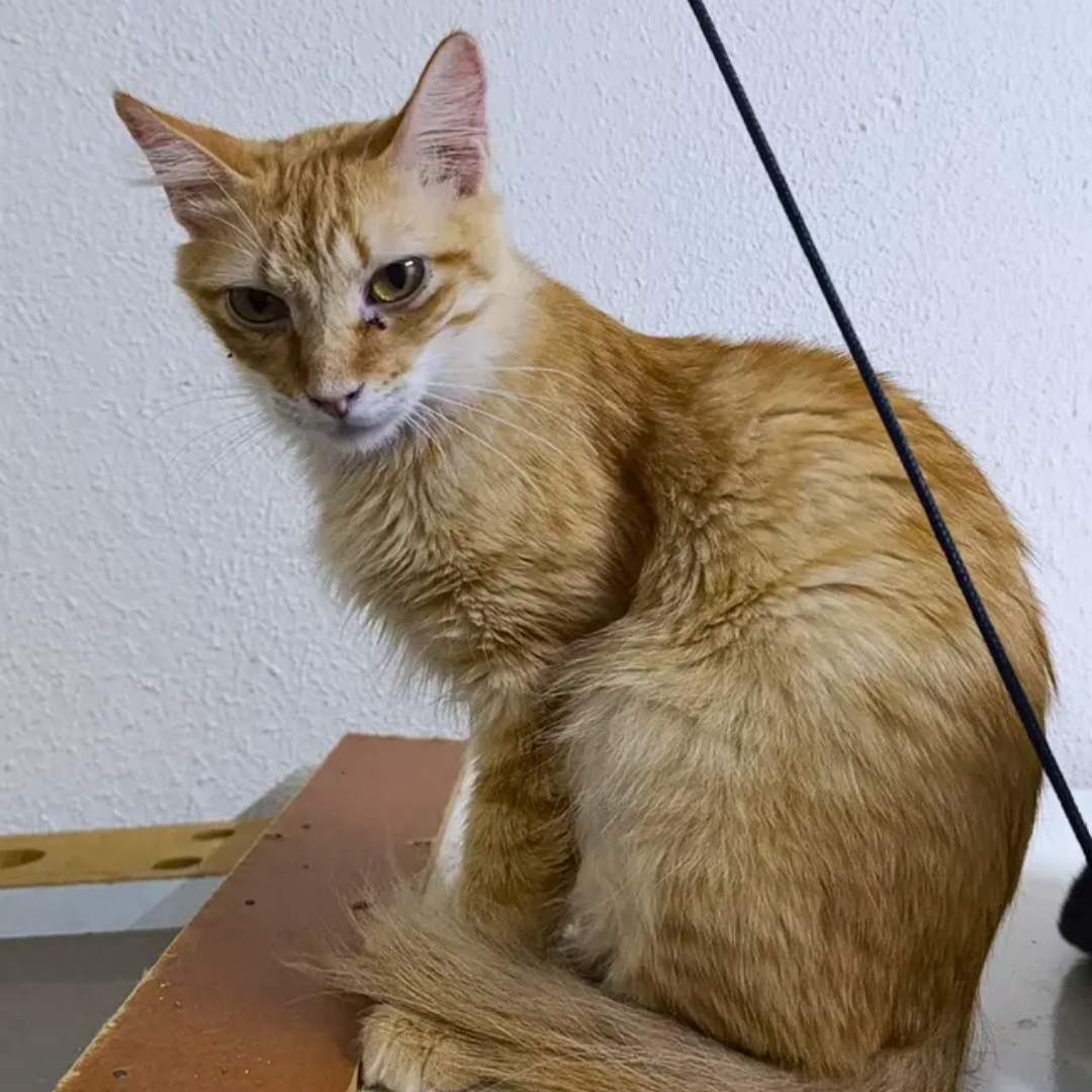 Simba